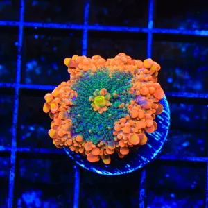 TSA Tropic Thunder Yuma Coral