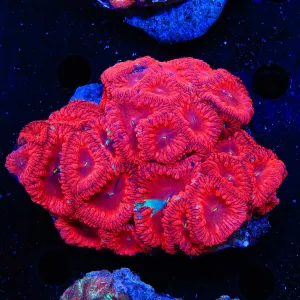 Ultra Blastomussa Colony Coral