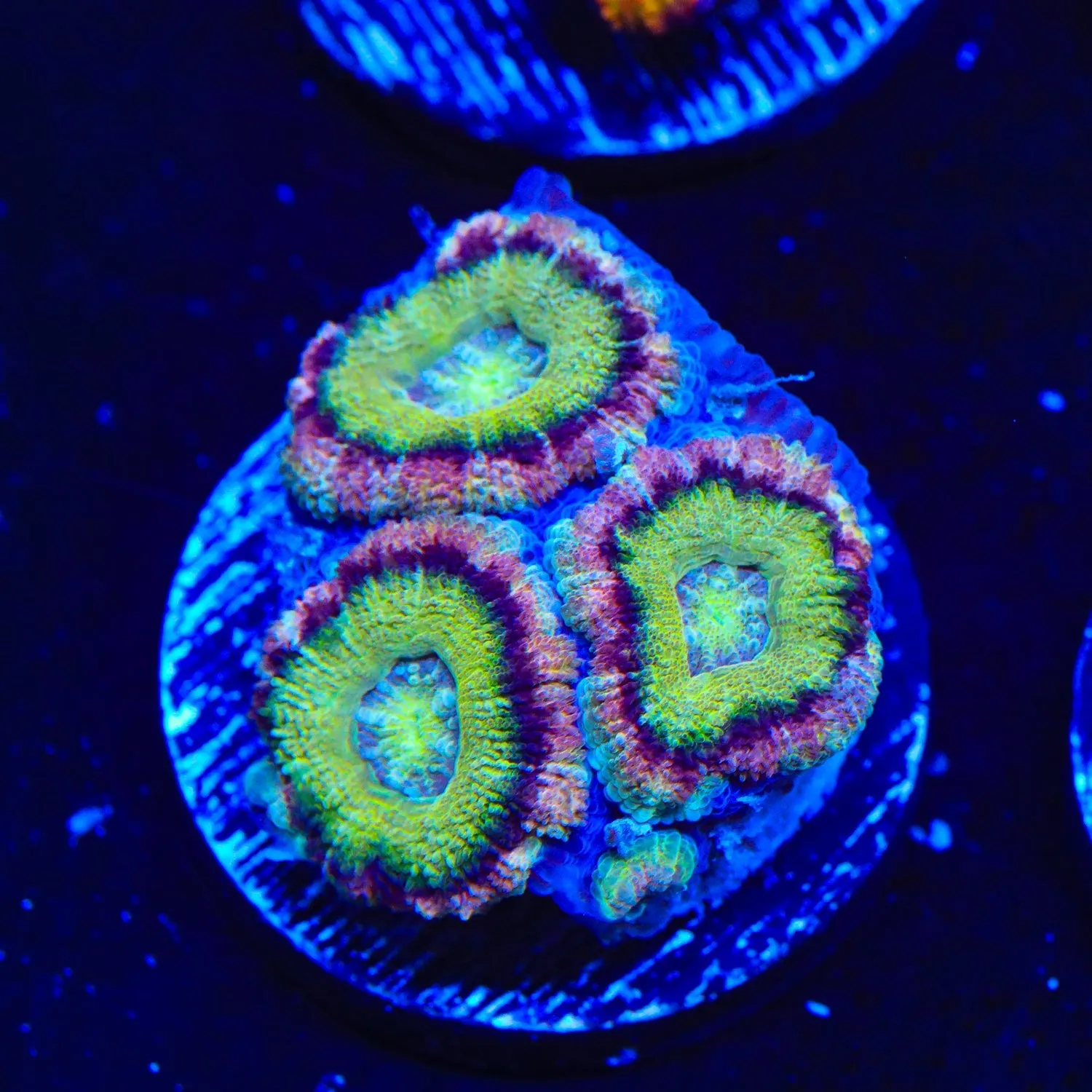 Ultra Deepwater Acan Coral