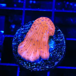 Watermelon Plate Coral