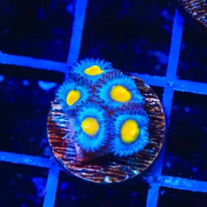 WWC AOI Zoanthids Coral